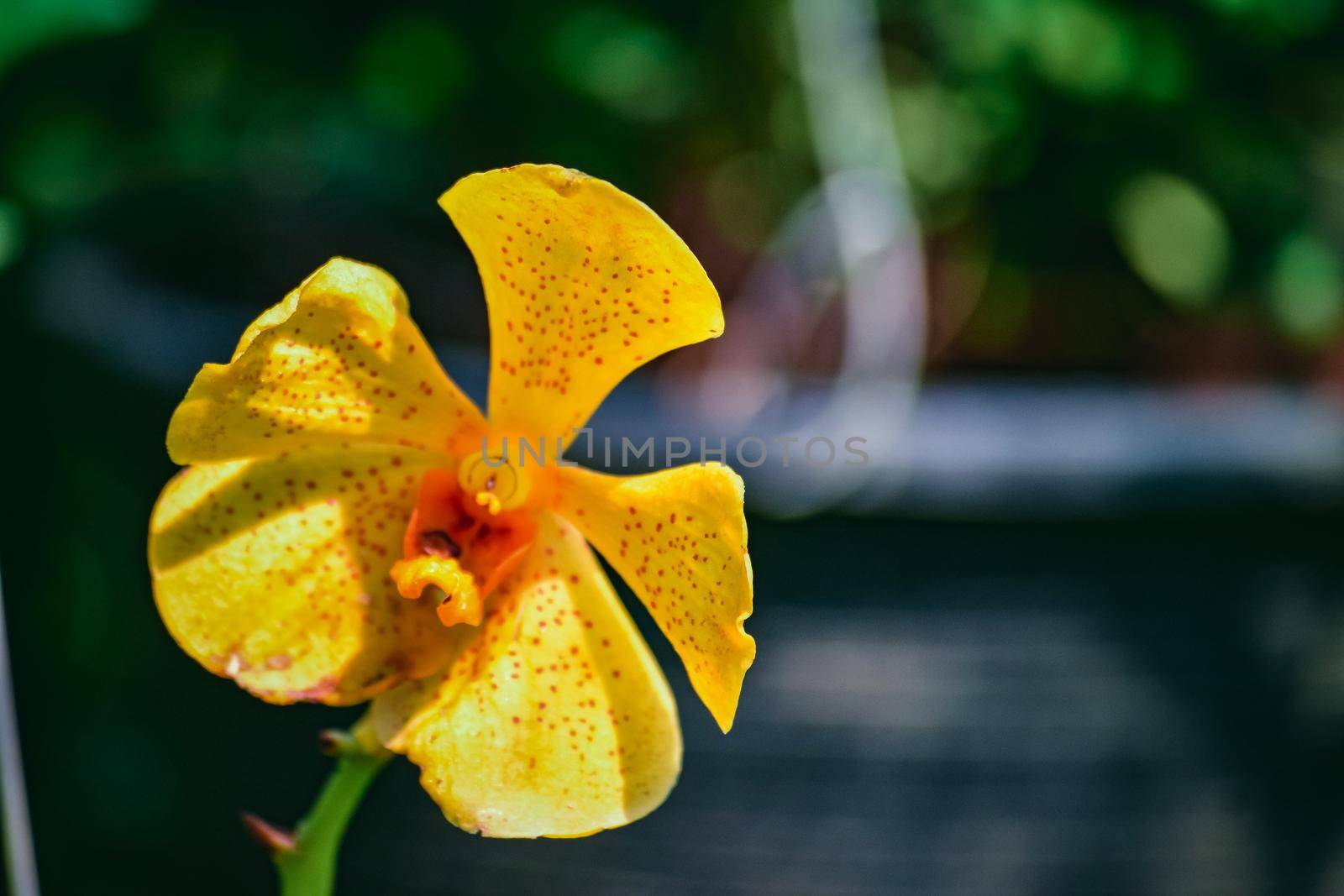 Beautiful tropical yellow branch of orchid flower phalaenopsis from family Orchidaceae on garden background.Selective focus.For postcard beauty and agriculture idea concept design.Copy space add text