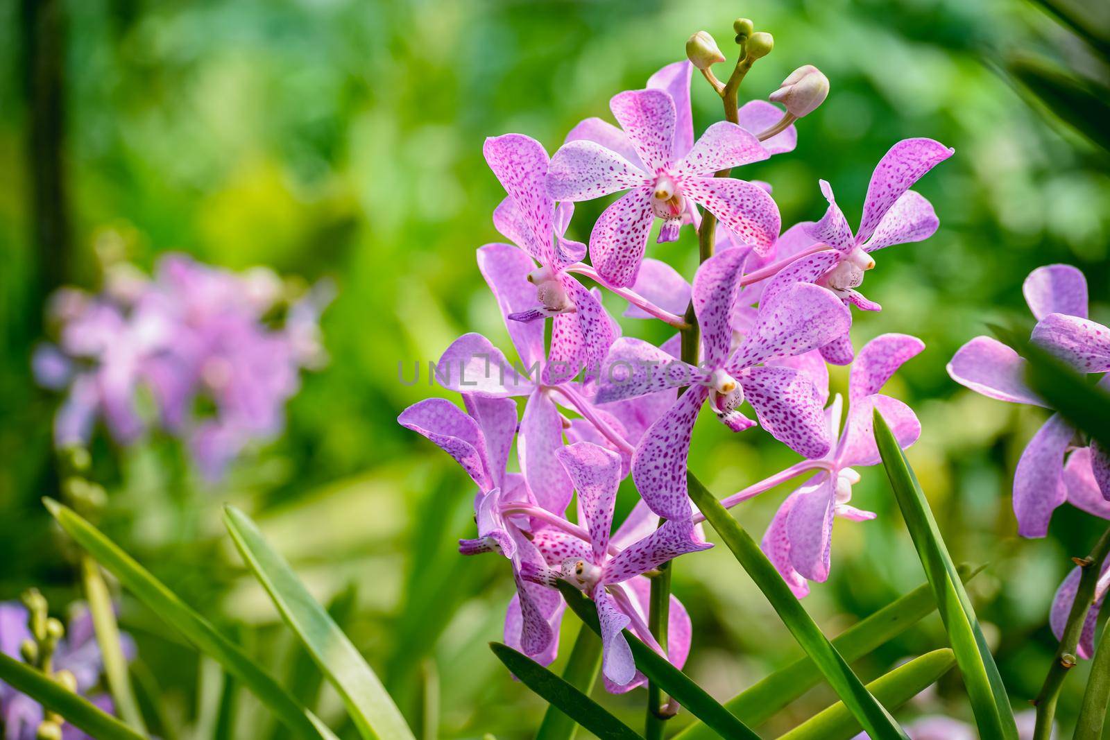 Beautiful tropical purple branch of orchid flower phalaenopsis from family Orchidaceae on nature.Selective focus.Macro of purple orchid in farm,in soft color, blurred background.Copy space add text