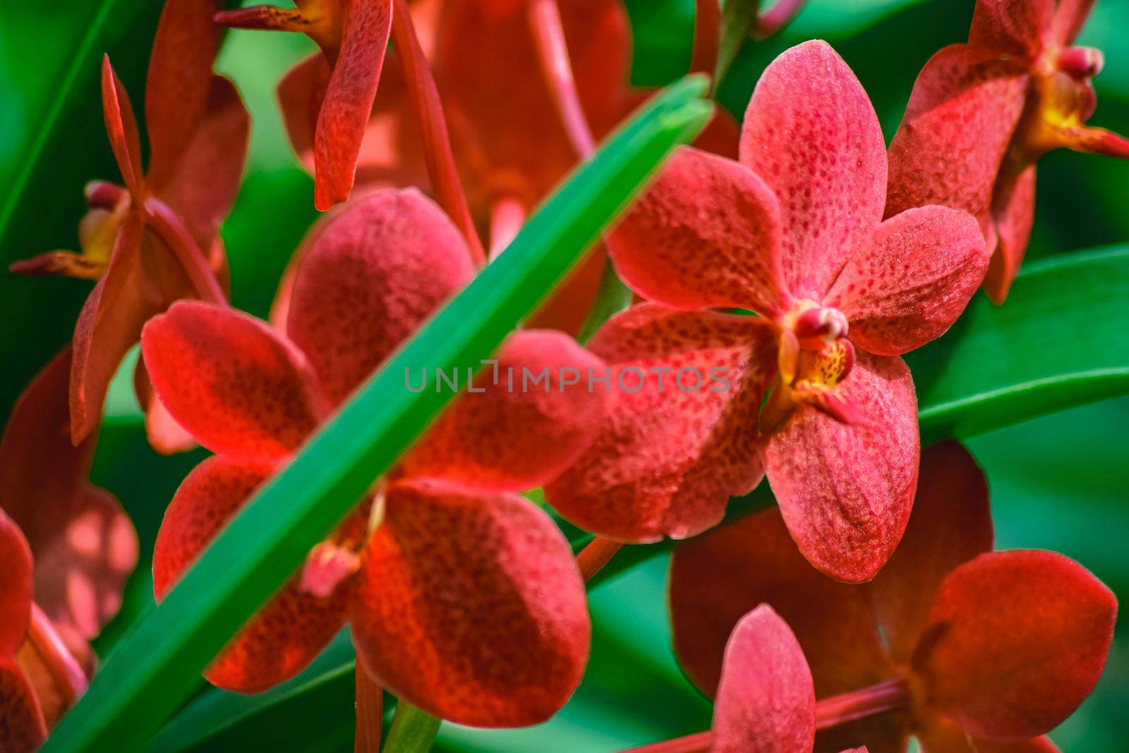 Beautiful tropical red branch of orchid flower phalaenopsis from family Orchidaceae in garden.Macro of orchid in farm,in soft color, blurred background.Selective focus.Women's Day,Flower Card,beauty