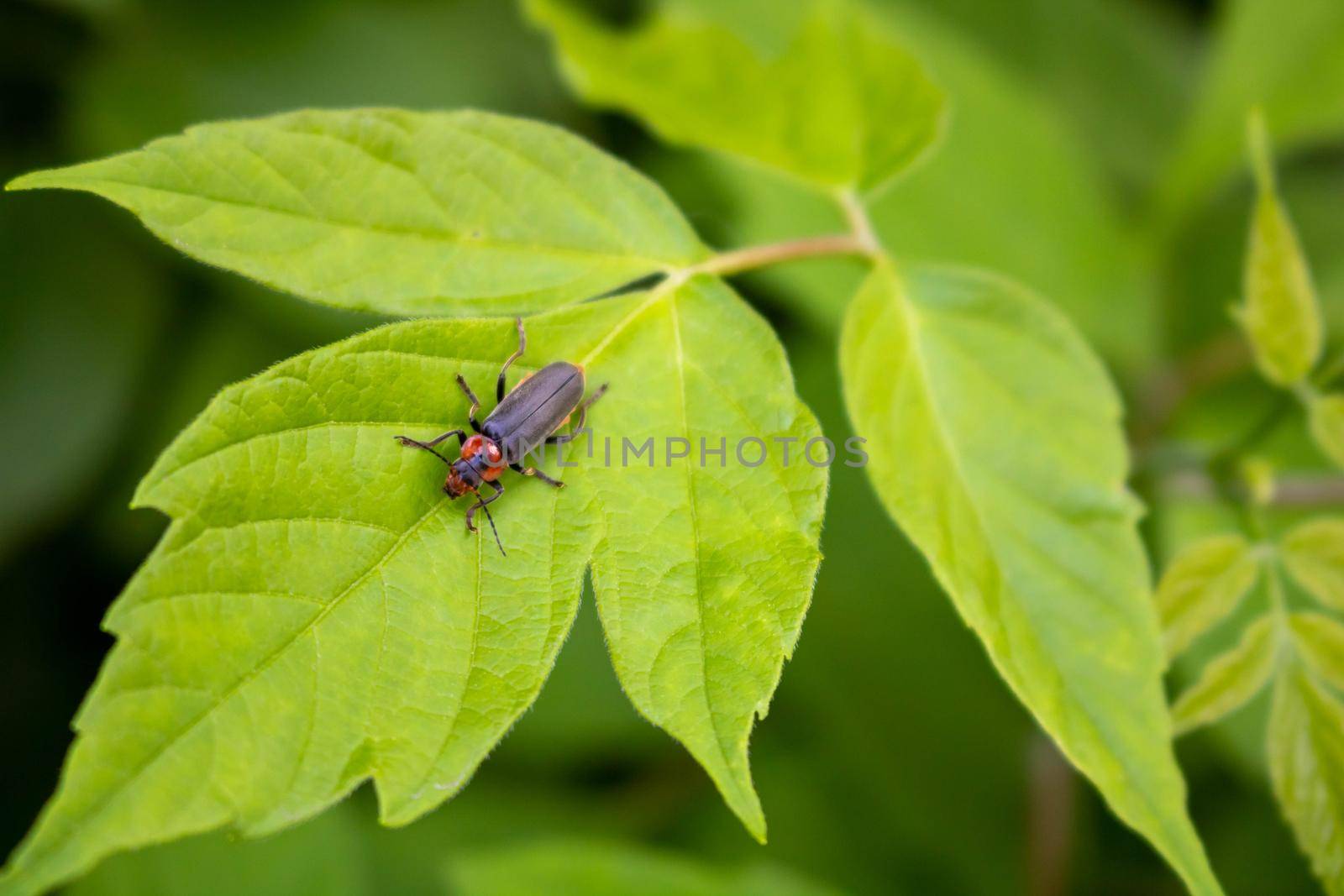 Fireman beetle on a green leaf.Summer day.