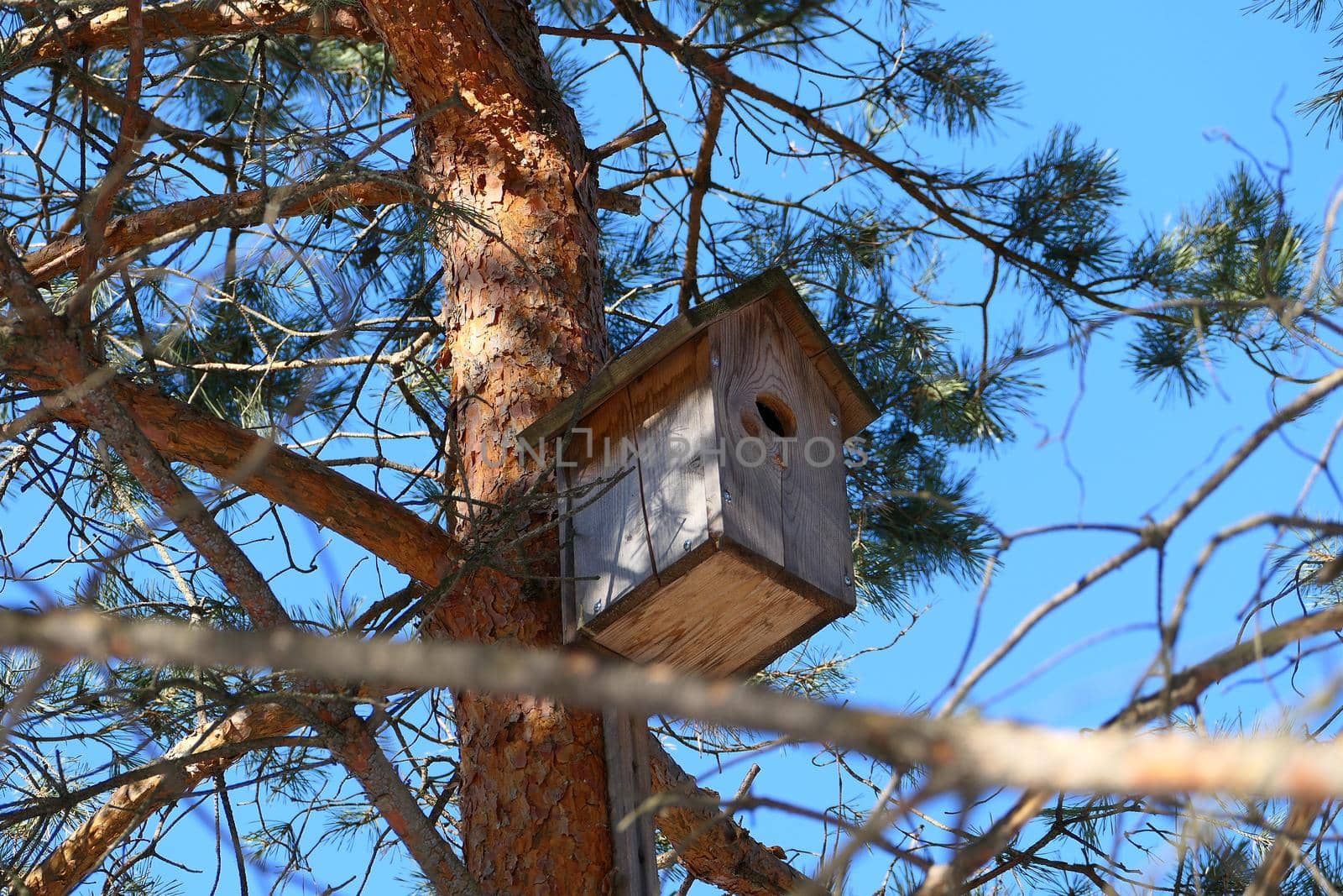 Spring. A wooden birdhouse on the trunk of a large tree, a trunk and a pine texture. by Olga26