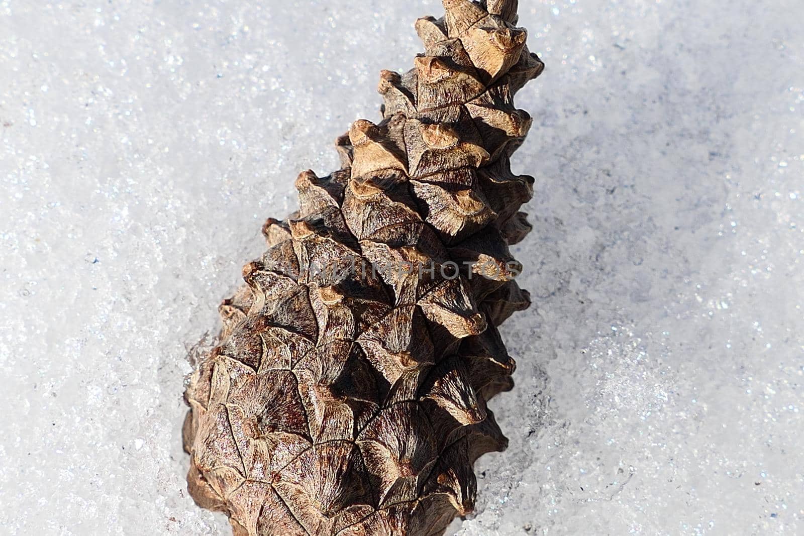 Pine bump in the snow. Macrophotos of close-up bumps. High quality photo by Olga26