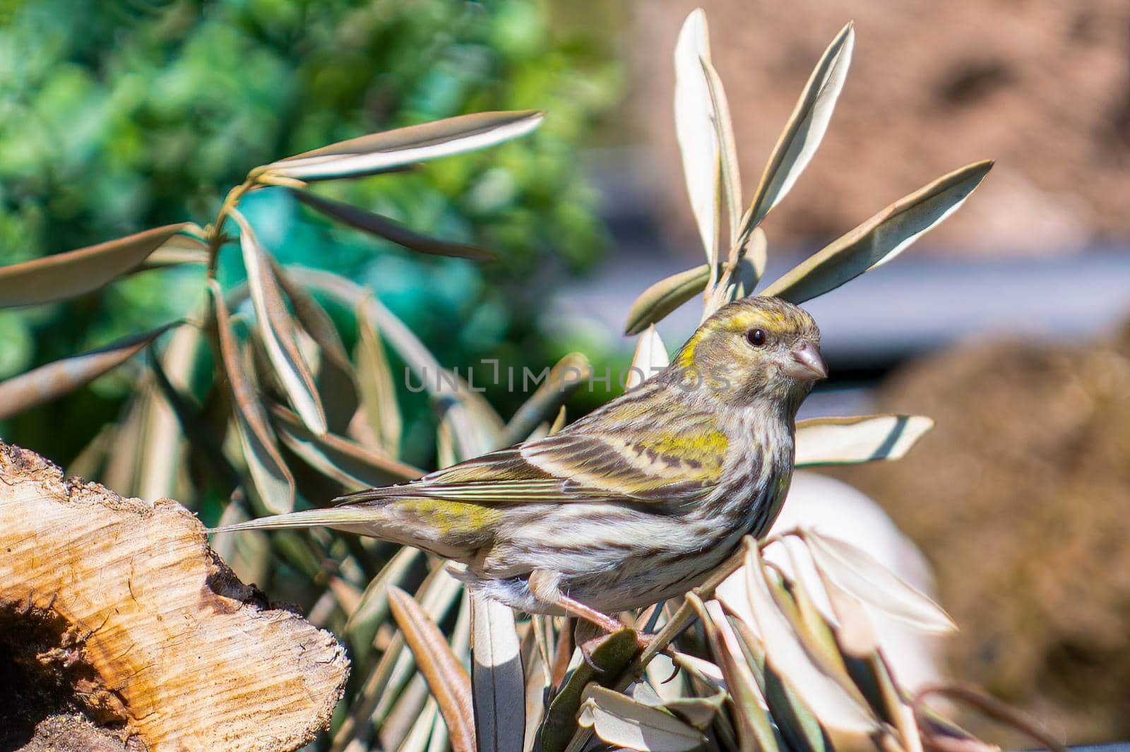 serin bird posed to look for food in spring