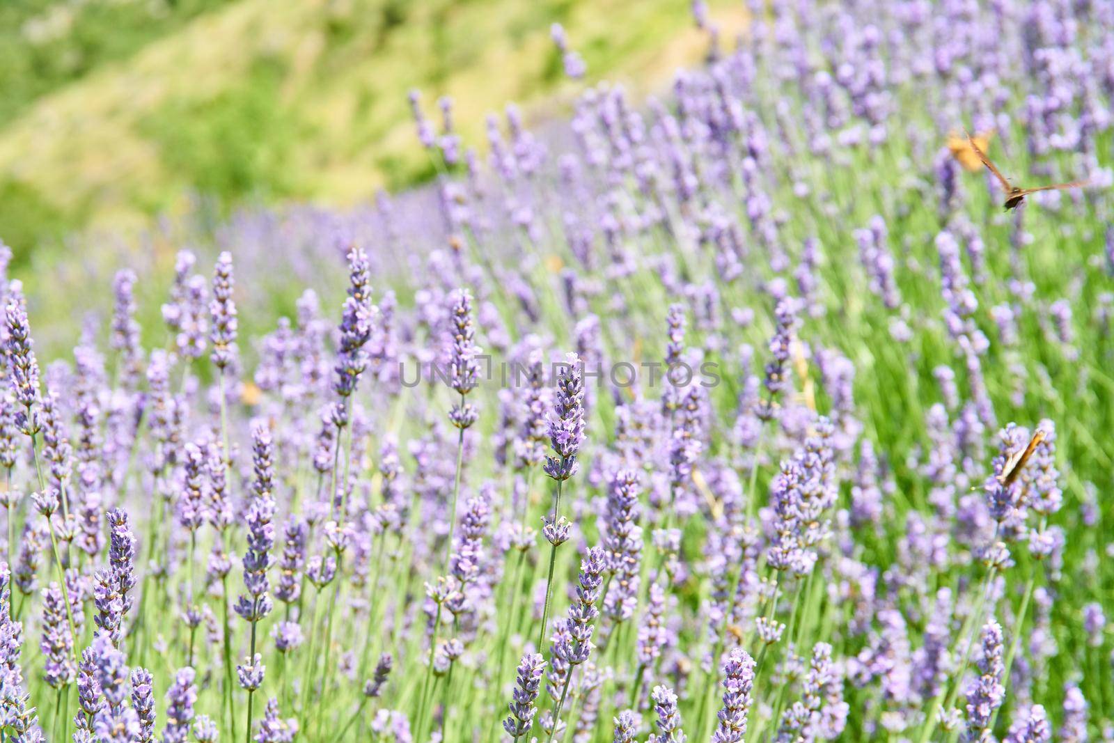 Wild lavender fields by Jindrich_Blecha