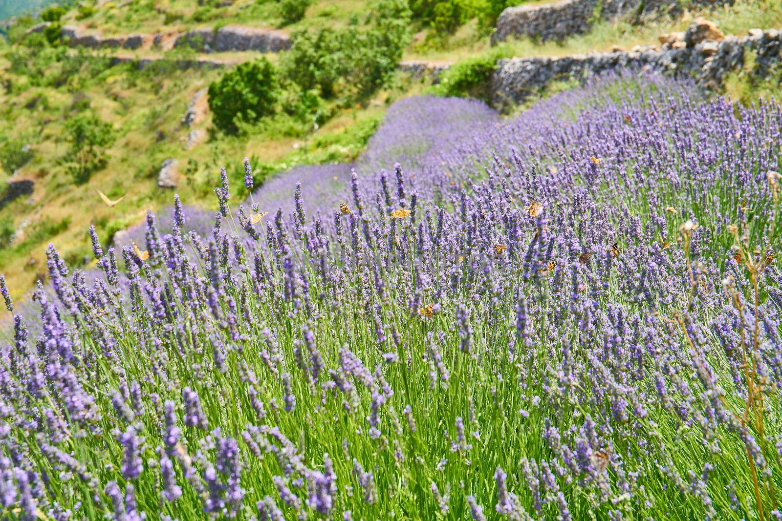 Wild lavender fields near Brusje on Hvar Island in Croatia
Lavender fields on Hvar, Croatia; purple colour, butterflies, rural
