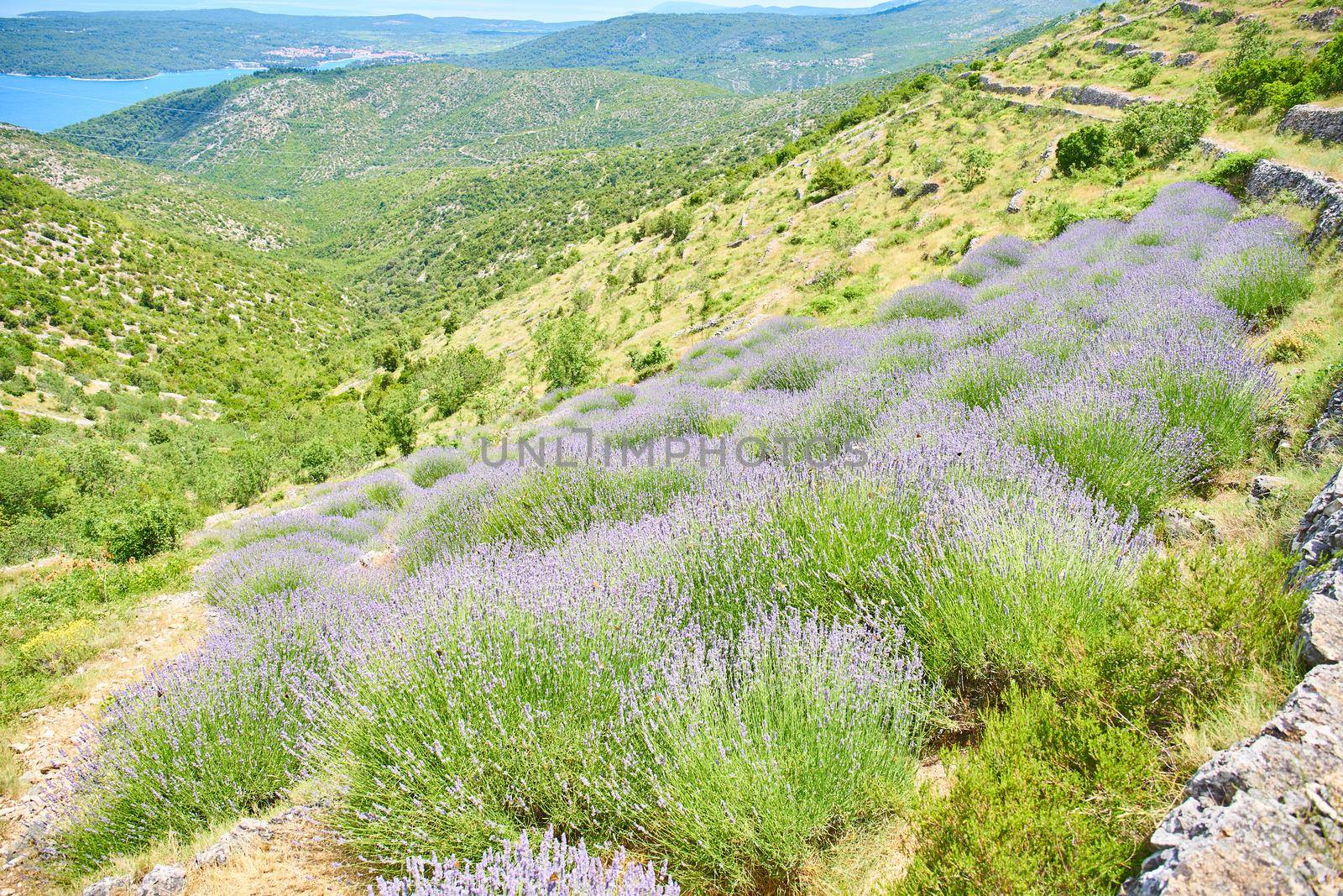 Wild lavender fields by Jindrich_Blecha