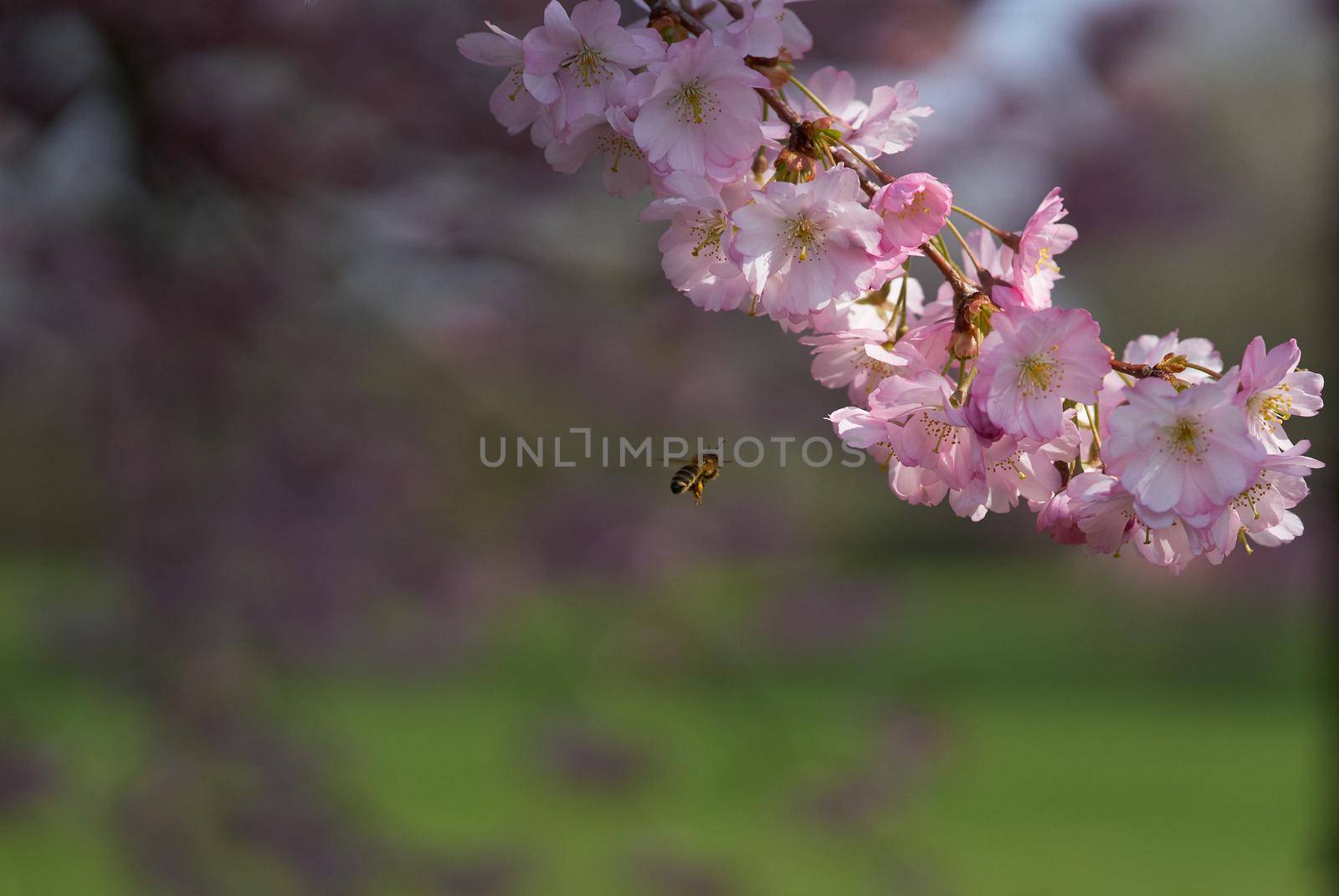 cherries in blossom on a sunny spring day by Jindrich_Blecha