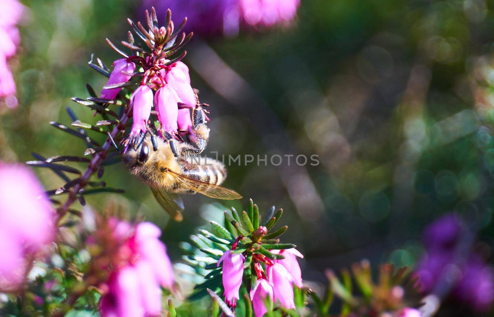 bee on a common heather by Jindrich_Blecha