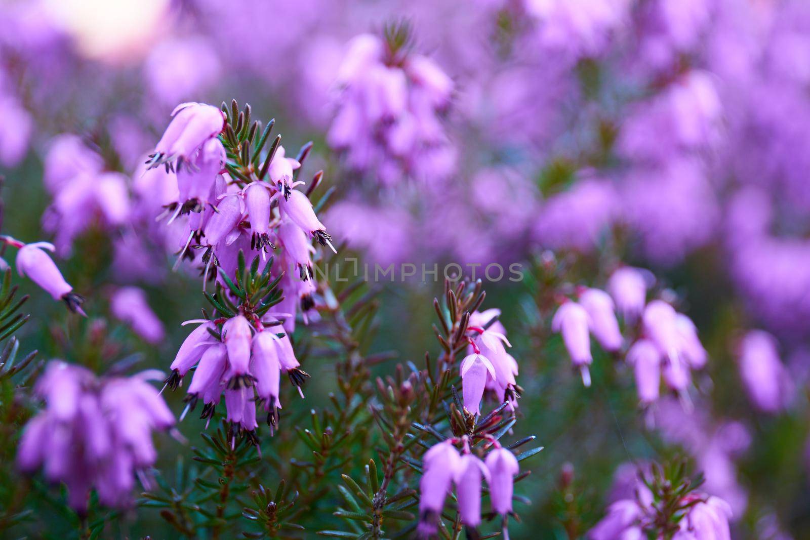 common heather in blossom by Jindrich_Blecha