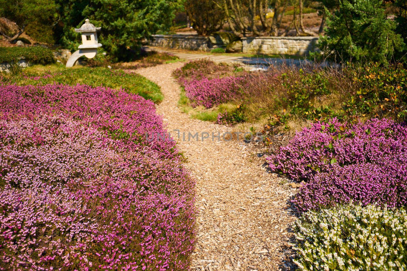 common heather in blossom in a park