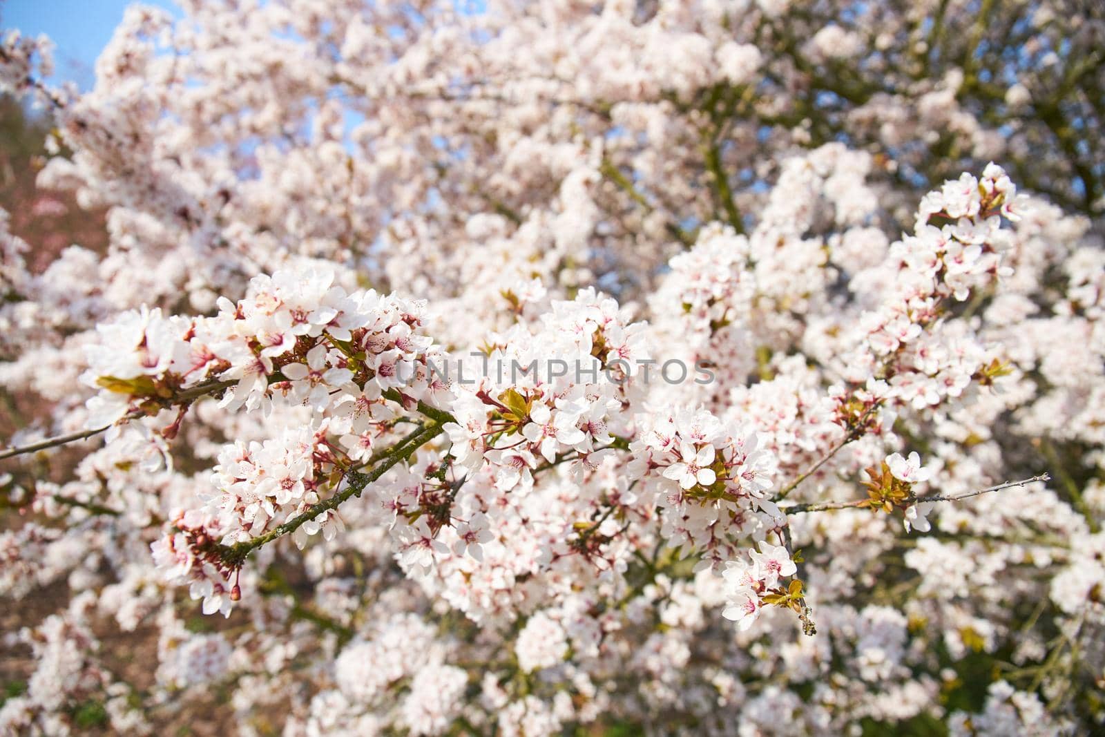 Sakuras / cherries in blossom on a sunny spring day