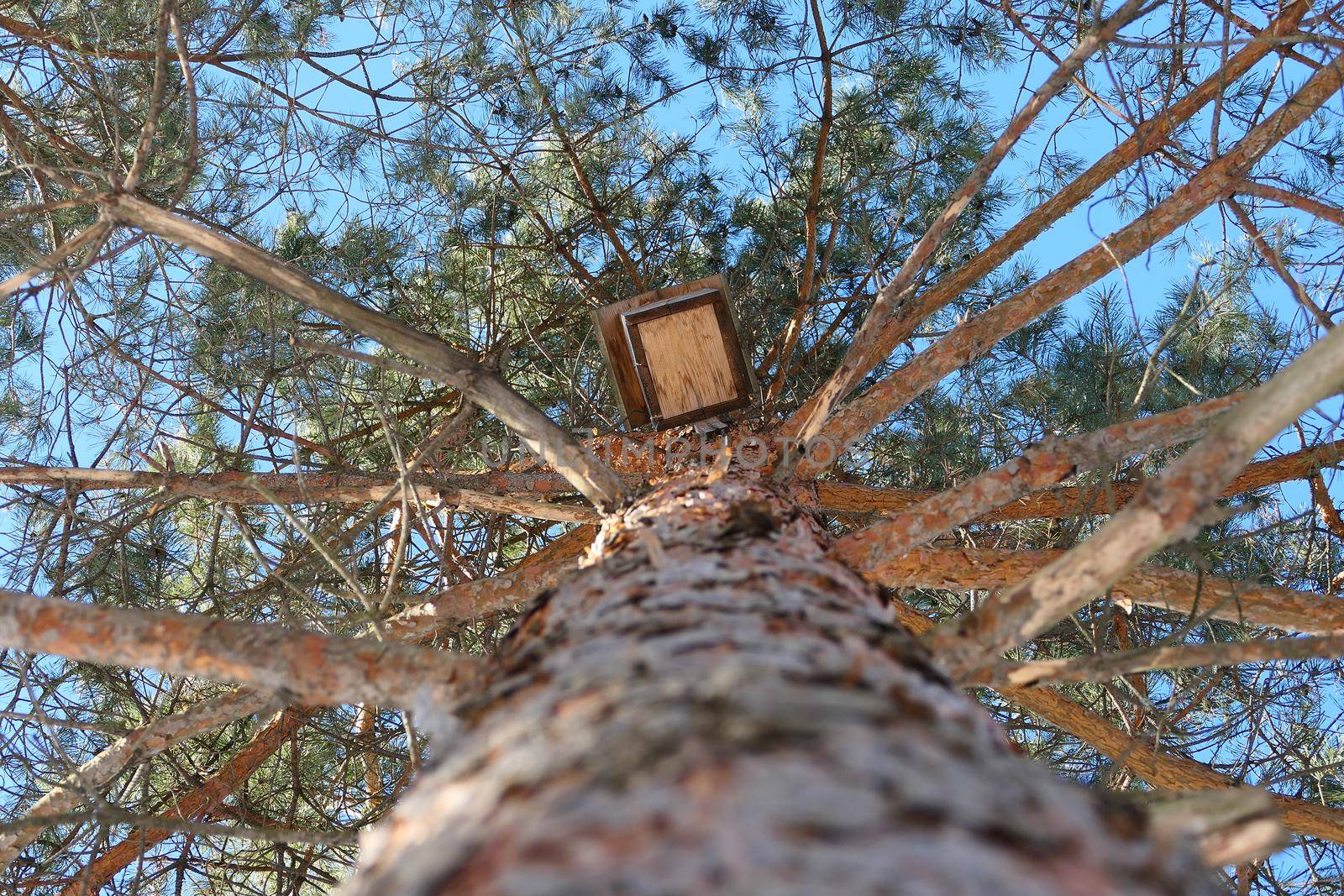 Spring, nature. A large conifer, a view from below. The texture of the pine trunk bark and the birdhouse on the trunk. by Olga26