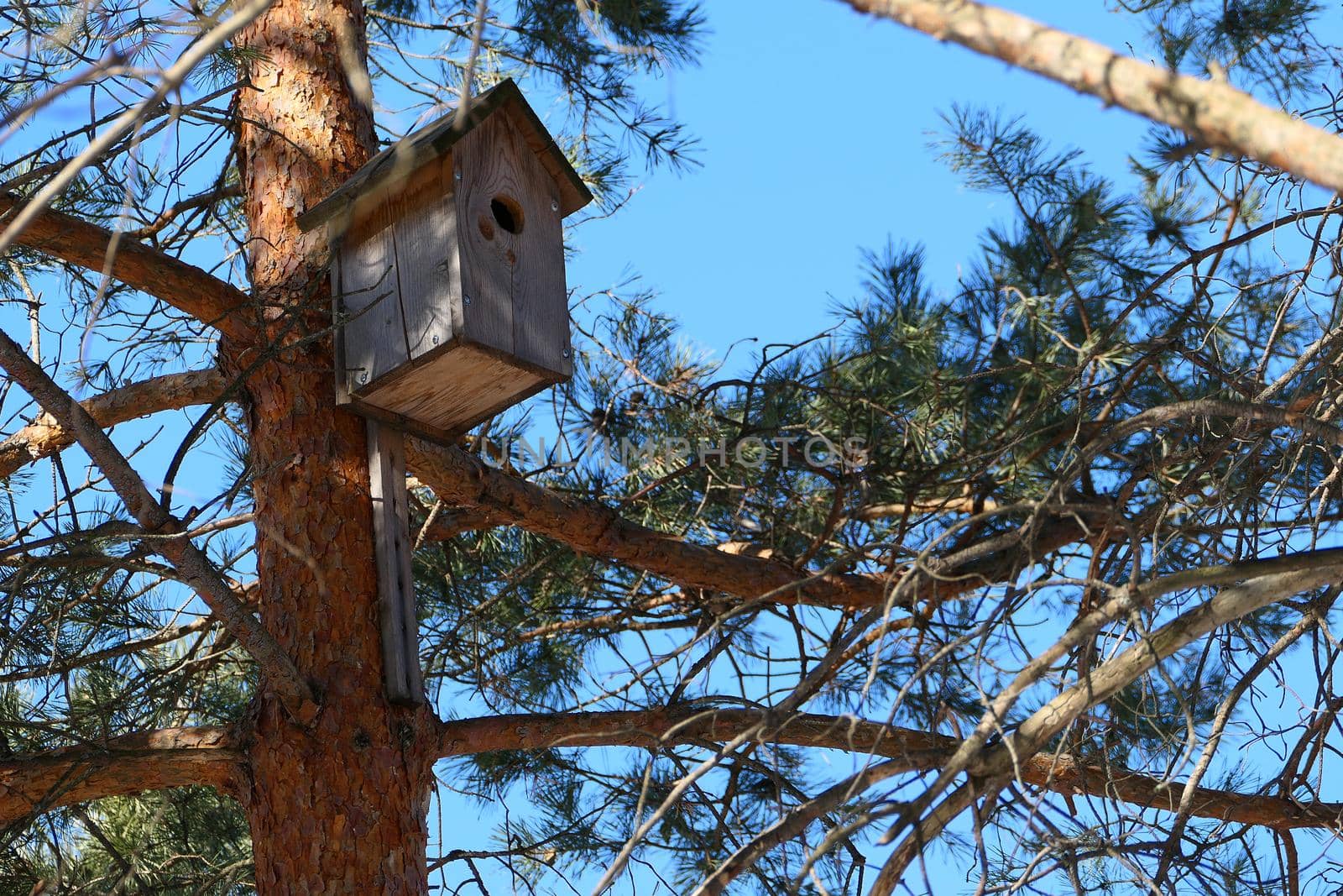 Spring. A wooden birdhouse on the trunk of a large tree, a trunk and a pine texture. Blue sky and crown of wood. High quality photo. High quality photo
