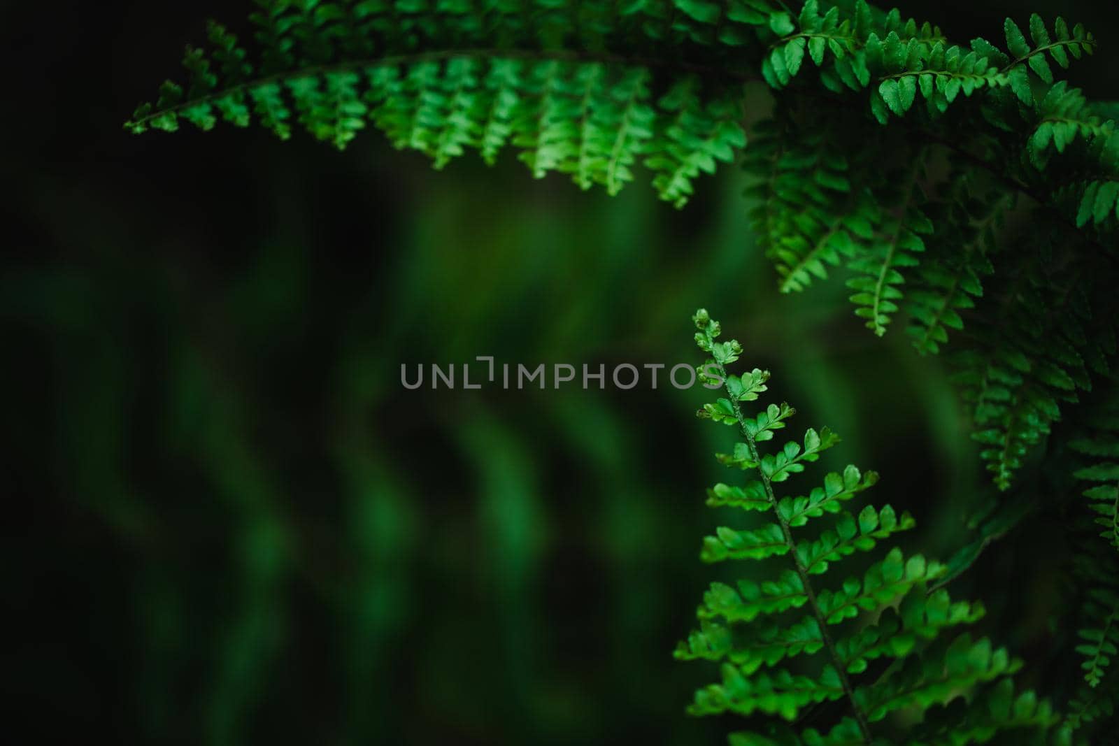Green leaves fern refresh background