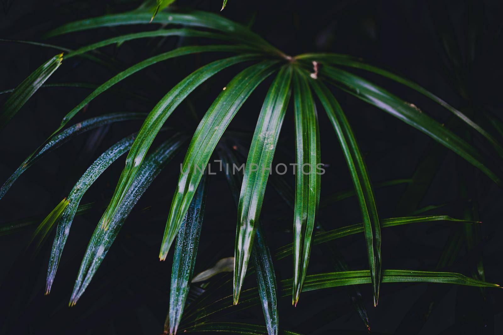 Green leaves color tone dark in the garden. Photo concept nature and plant. Nature of art