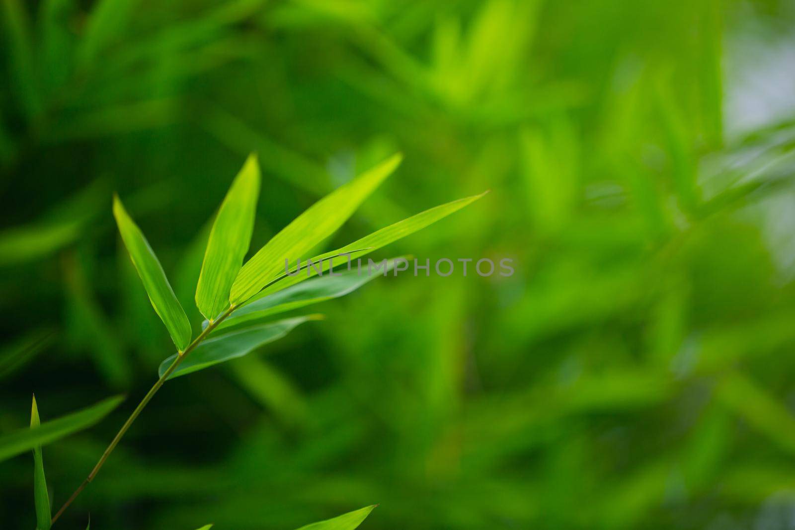 Green leaves bamboo refresh background