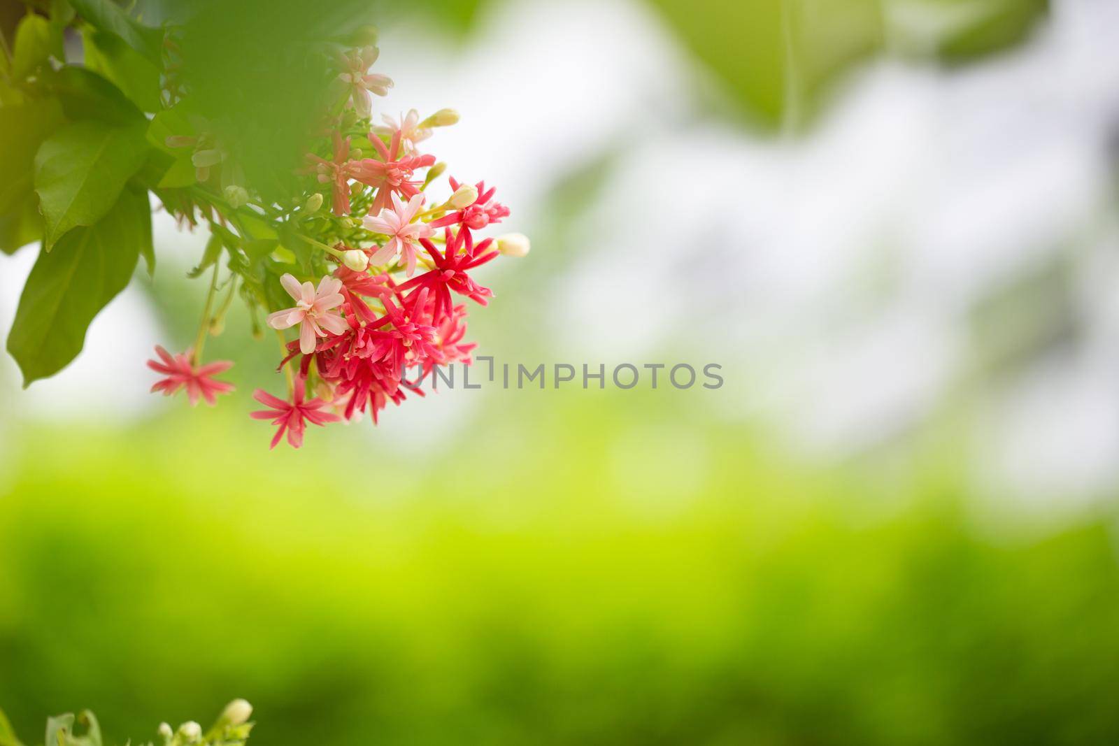 Rangoon Ceeper flower by Wasant