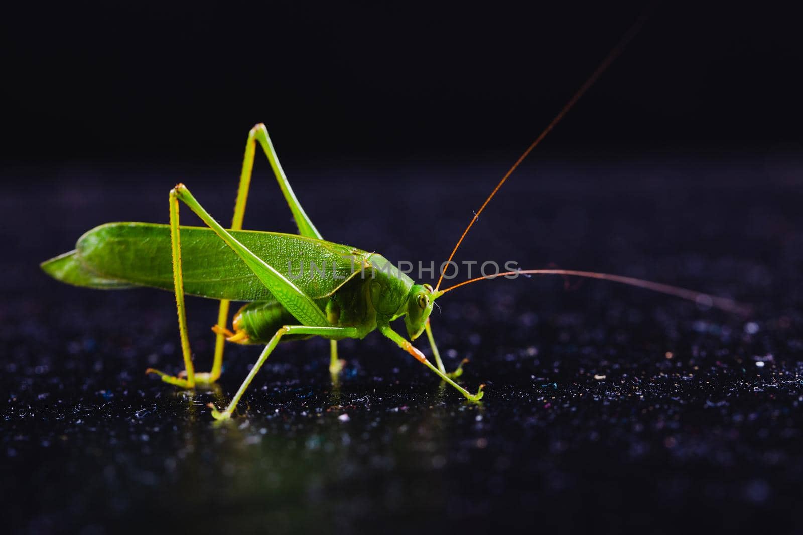 Green grasshopper on dark by Wasant