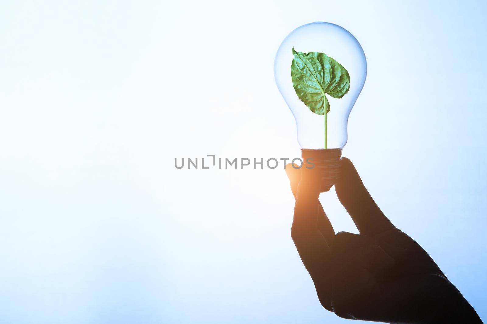 Electrical power from green leaf. Idea in bulb. green power concept