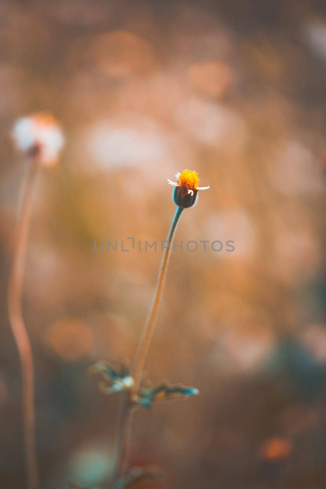 Vintage little flower in soft focus and blurred for background, little flowers field in the morning sunshine