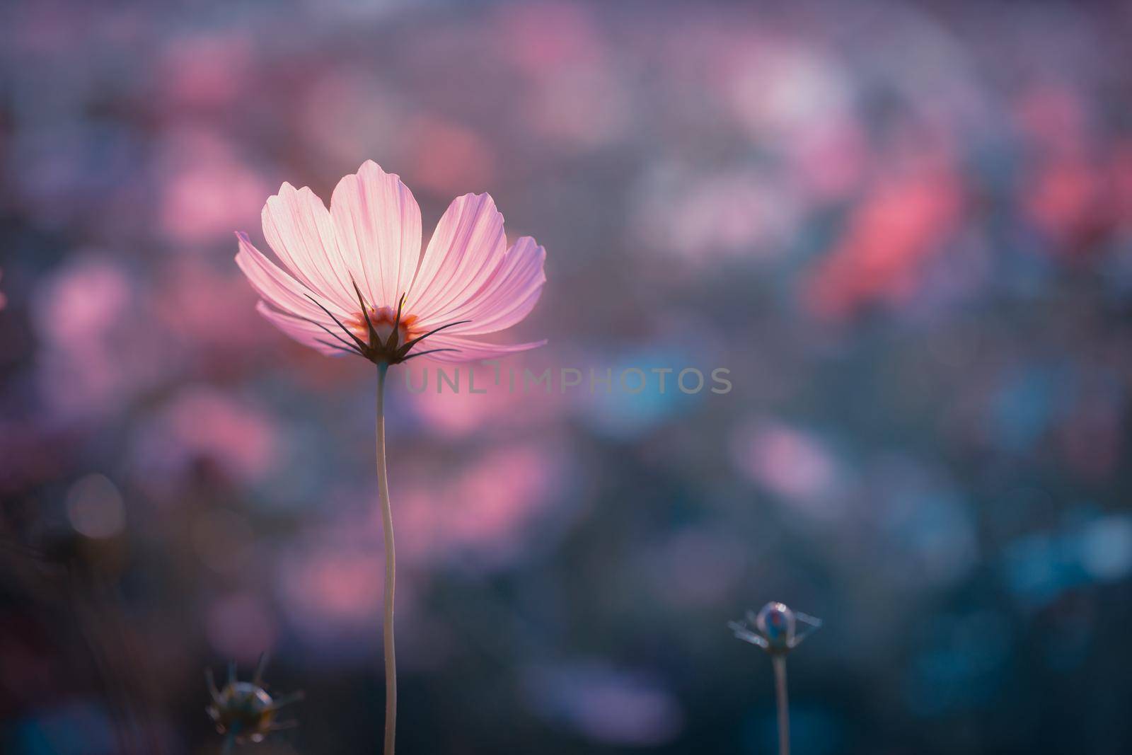 Cosmos flowers beautiful in the garden