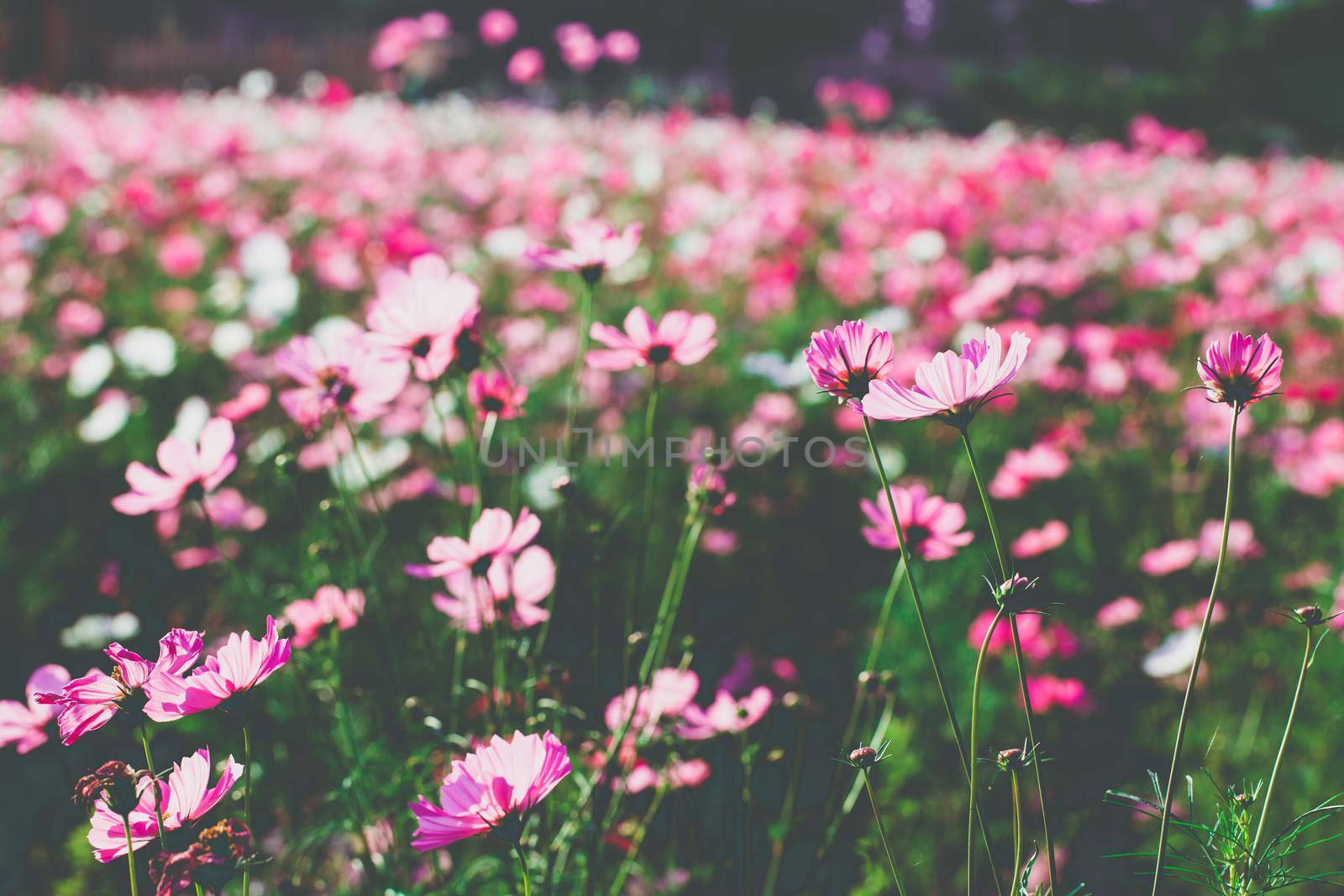 Cosmos flowers beautiful in the garden