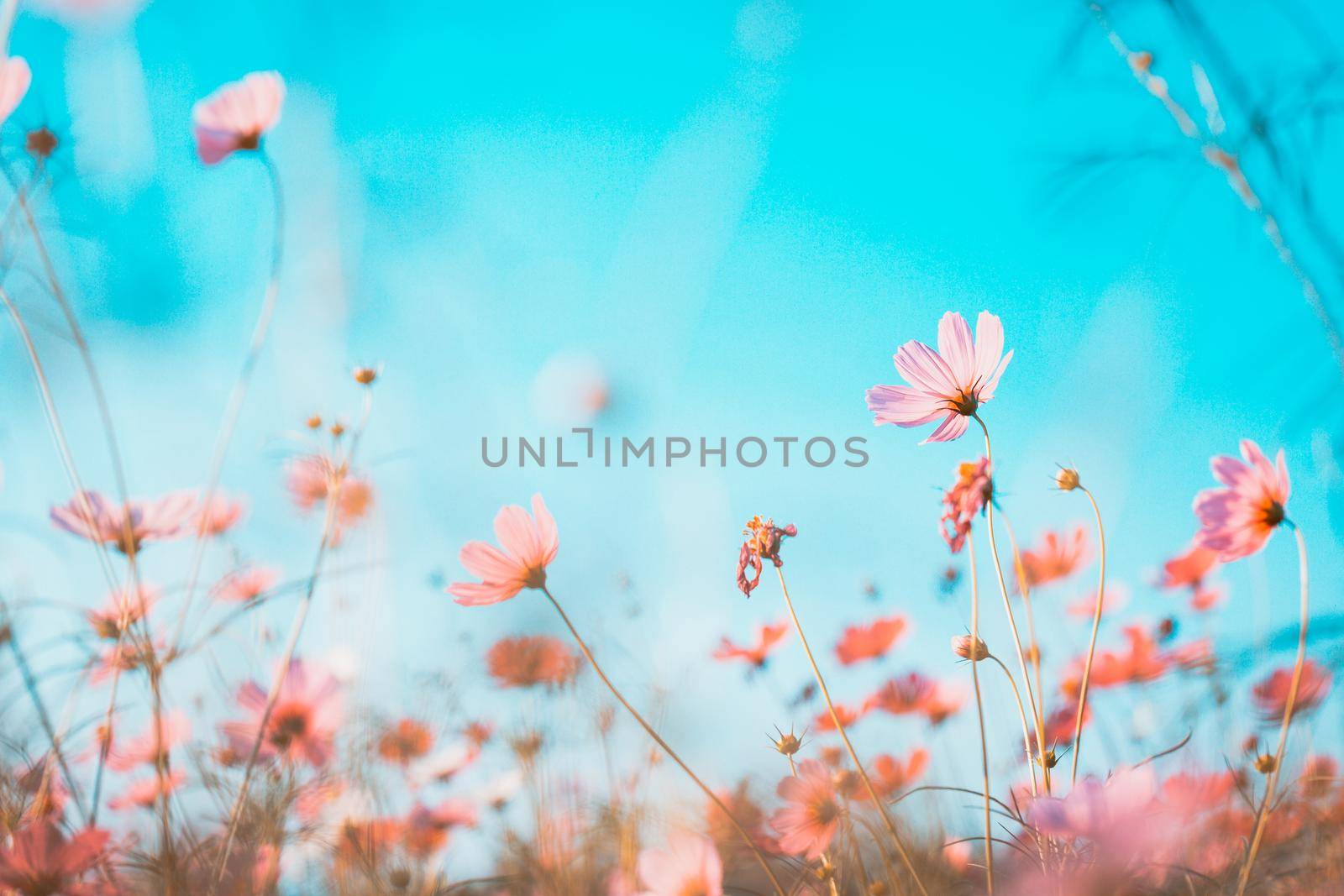 Cosmos flowers beautiful by Wasant