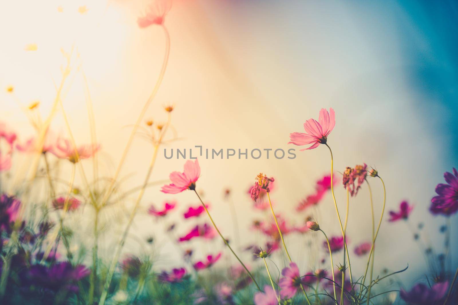 Cosmos flowers beautiful in the garden