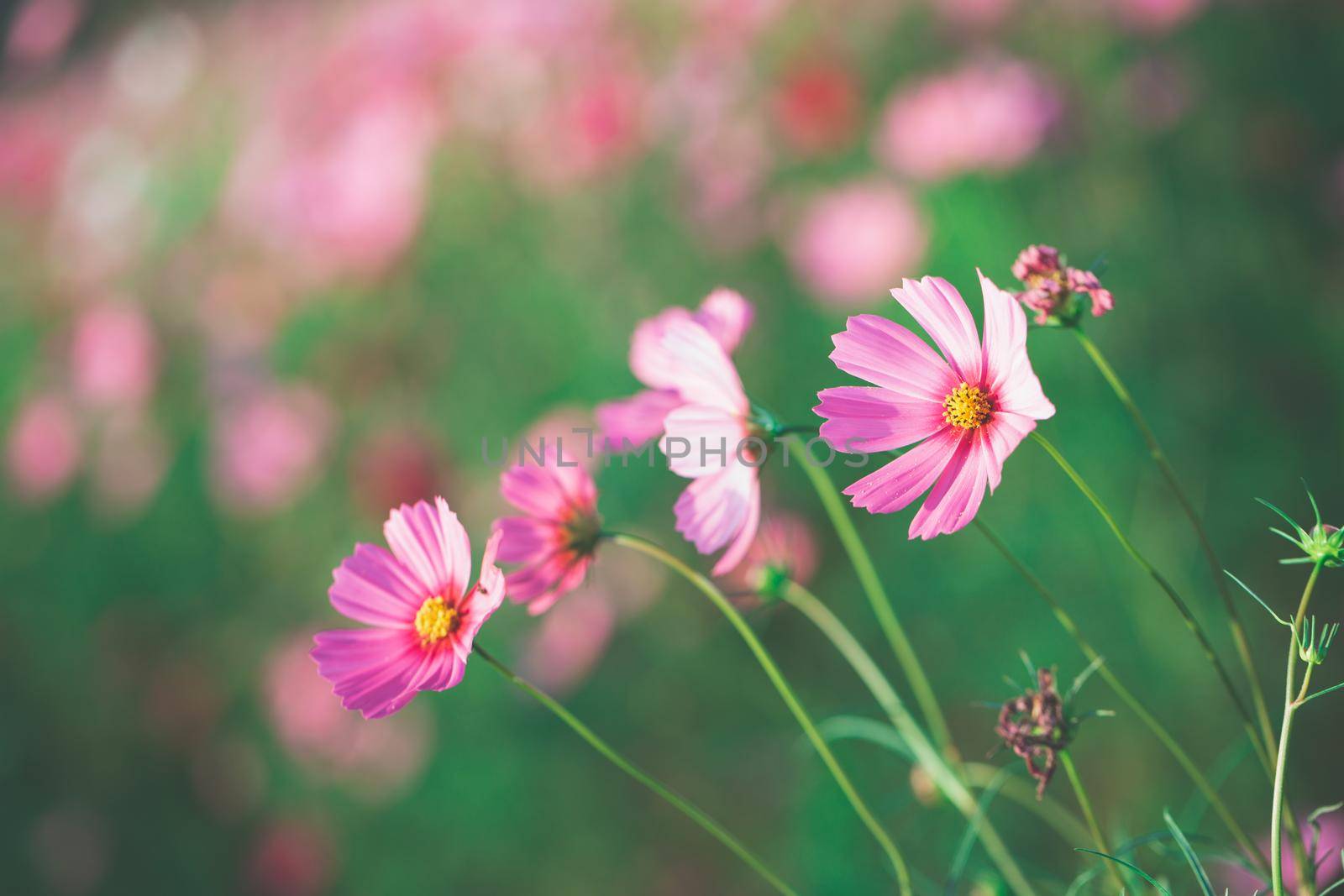 Cosmos flowers beautiful in the garden