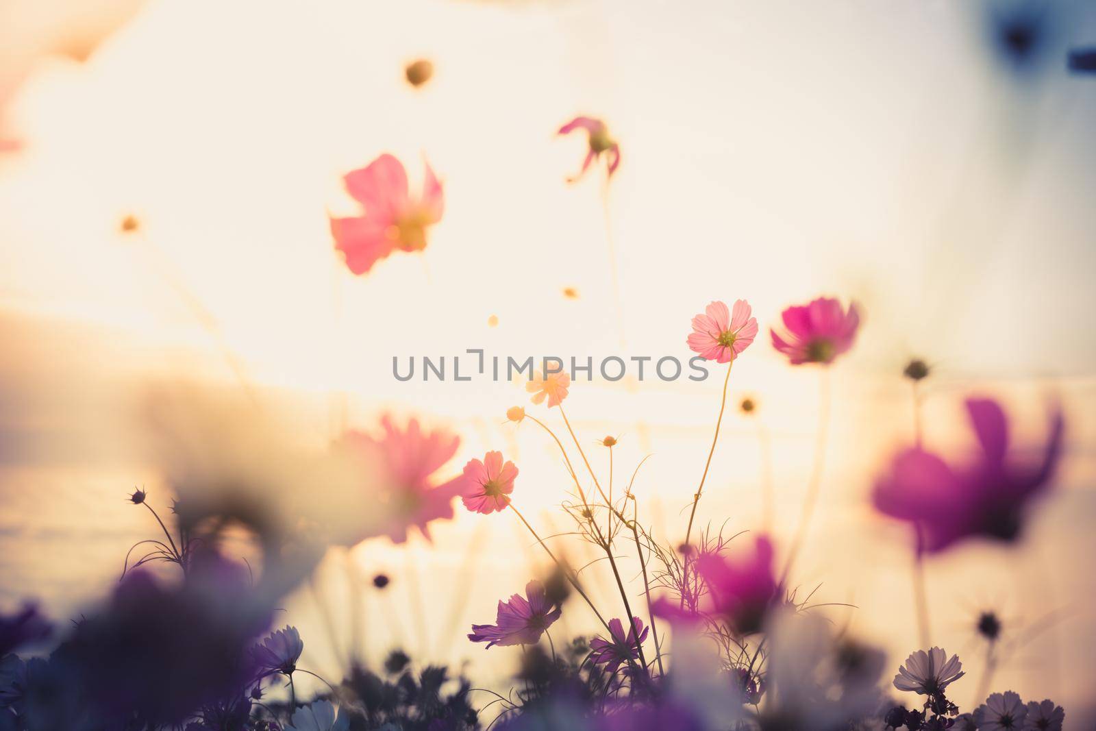 Cosmos flowers beautiful in the garden