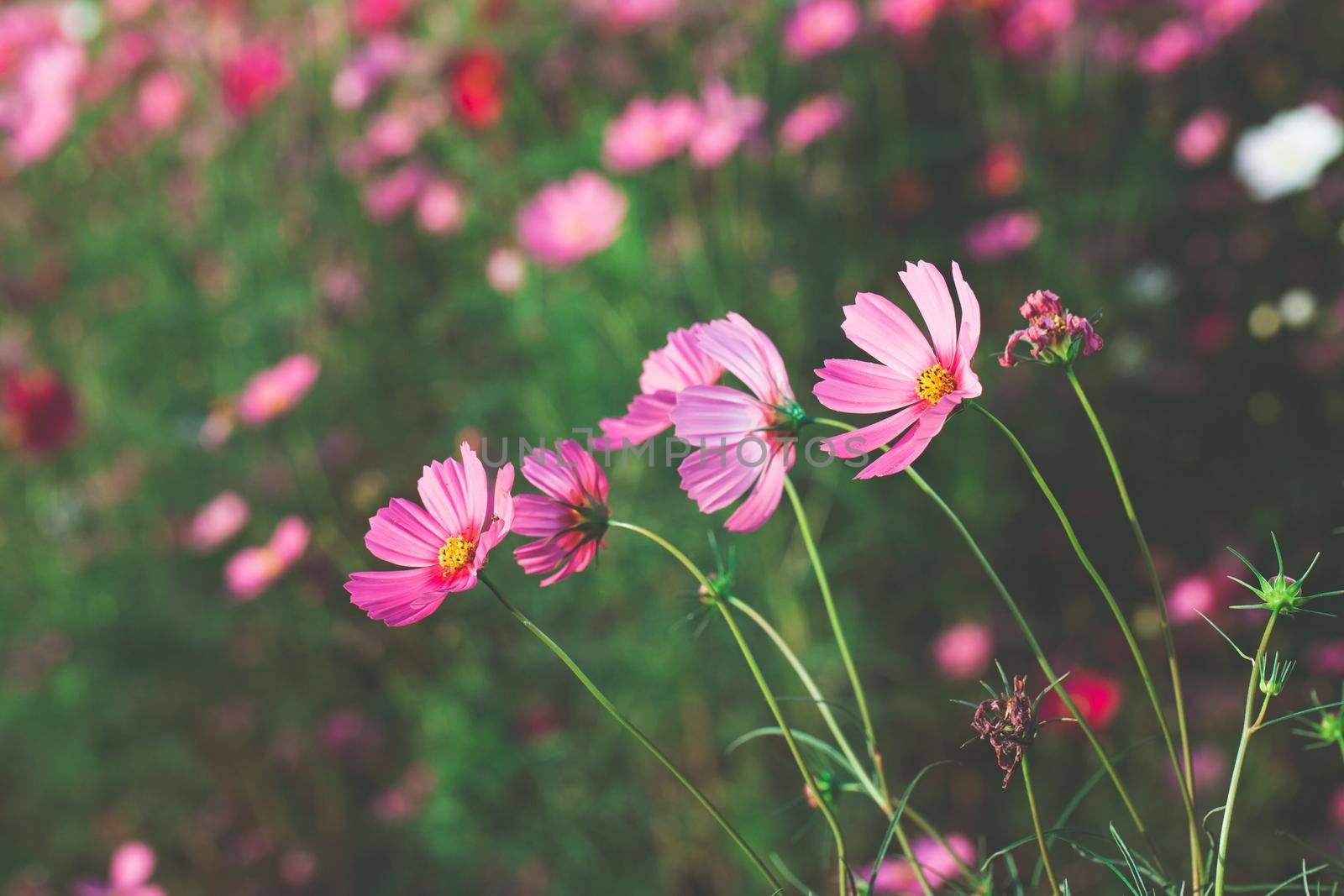 Cosmos flowers beautiful in the garden