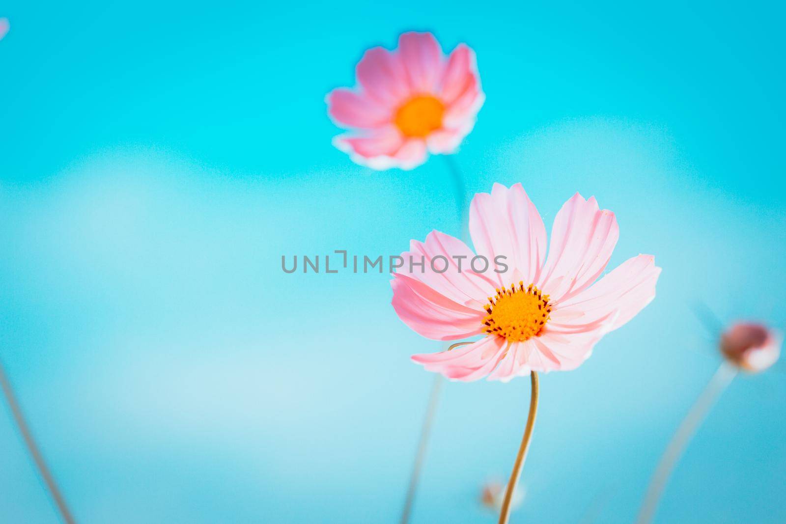 Cosmos flowers beautiful in the garden