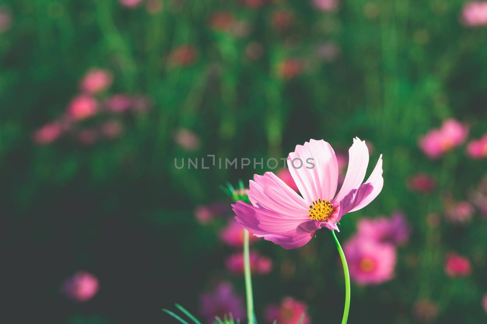 Cosmos flowers beautiful in the garden