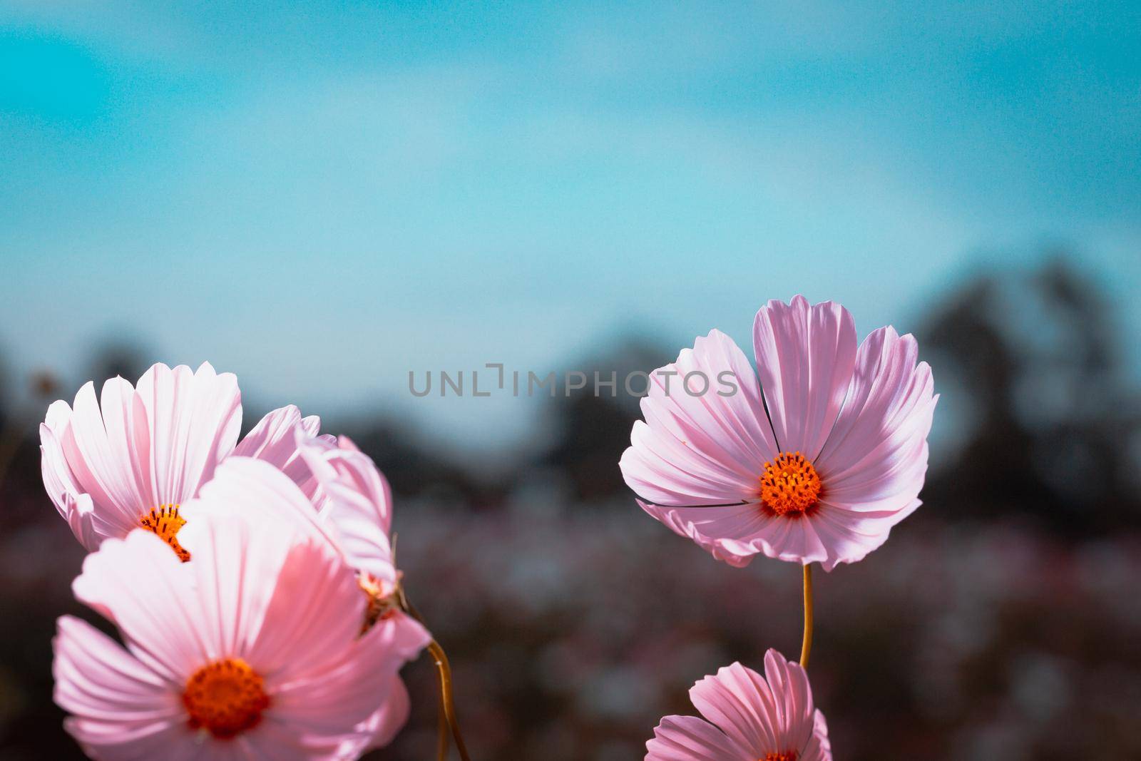 Cosmos flowers beautiful by Wasant