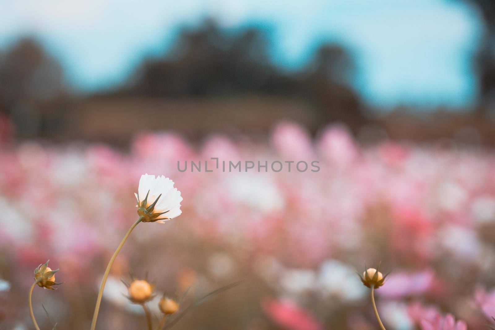 Cosmos flowers beautiful by Wasant