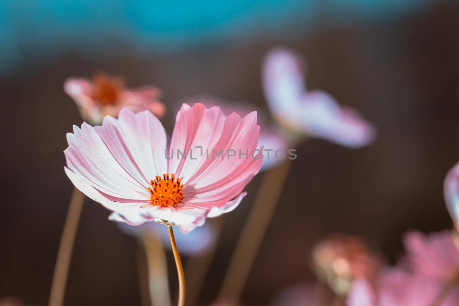 Cosmos flowers beautiful in the garden