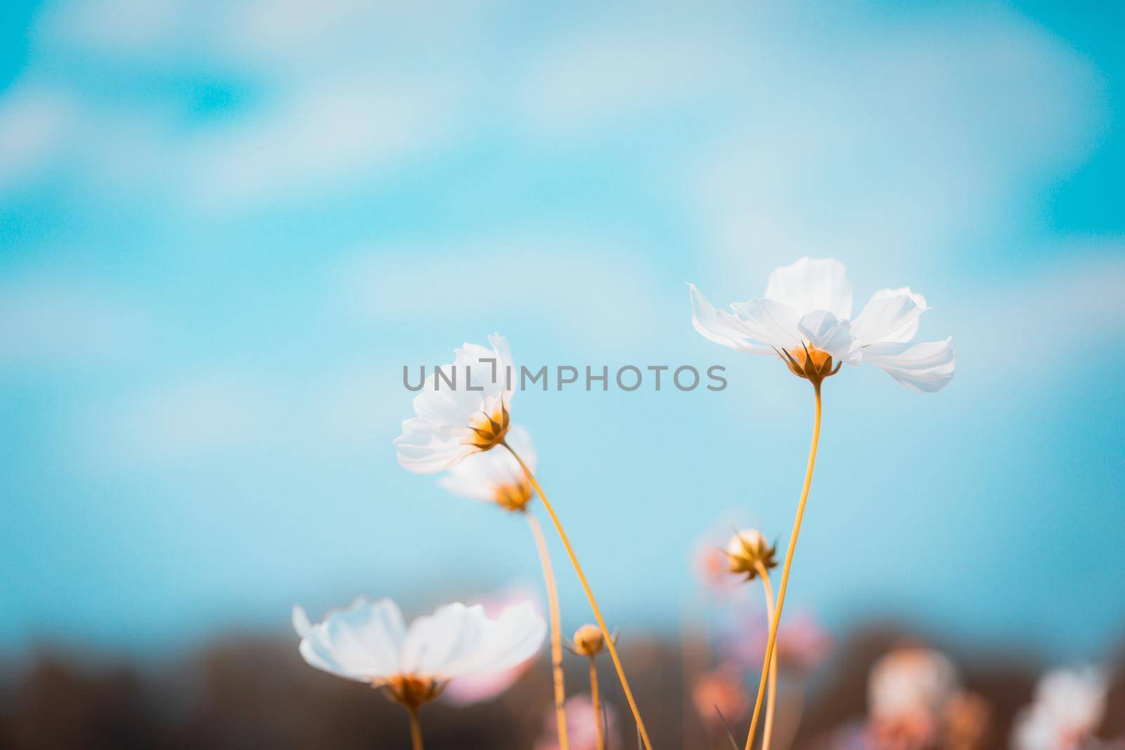 Cosmos flowers beautiful in the garden