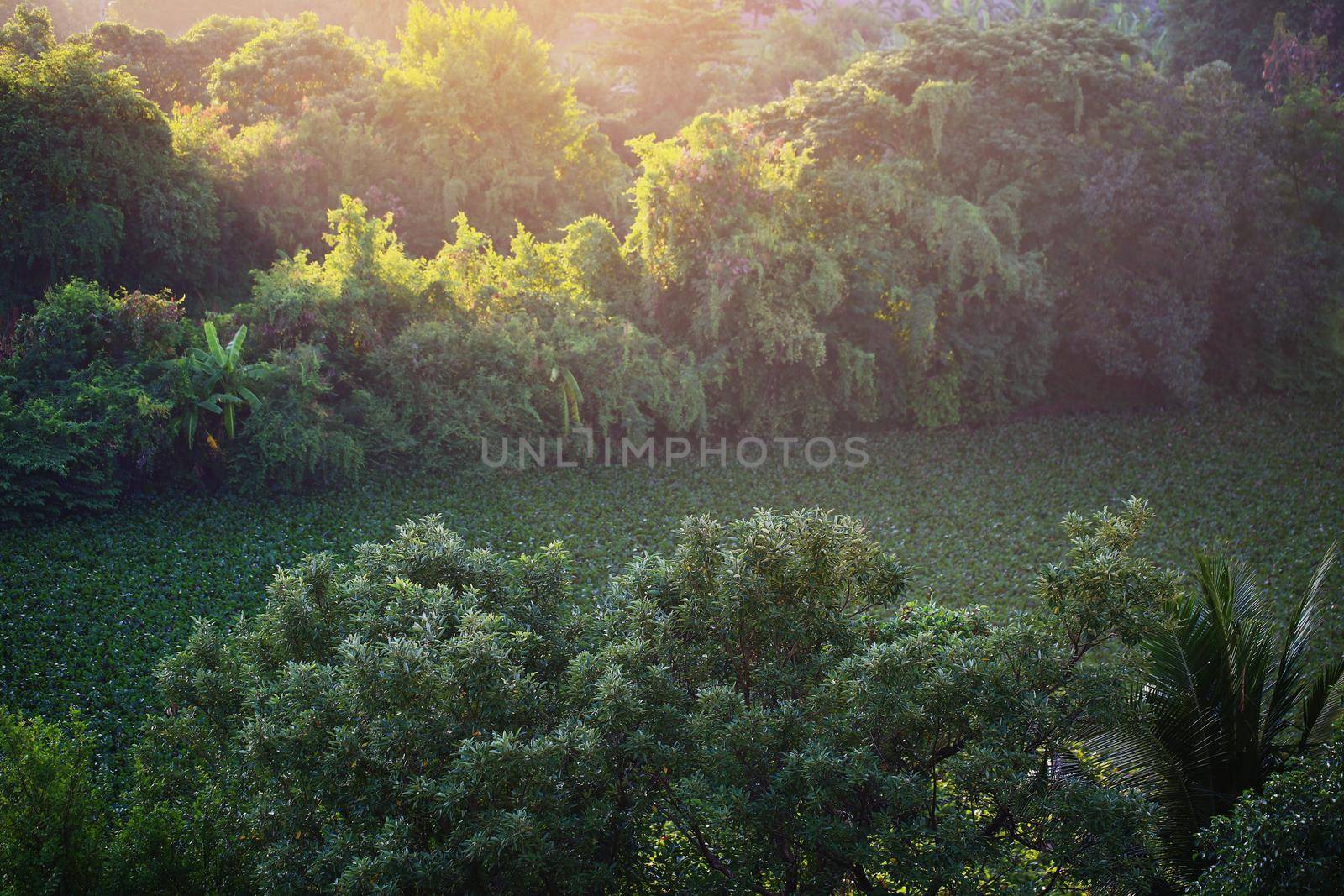 Tree and jungle with sunlight on morning