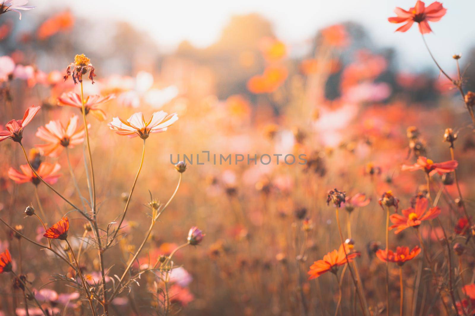 Cosmos flowers beautiful in the garden