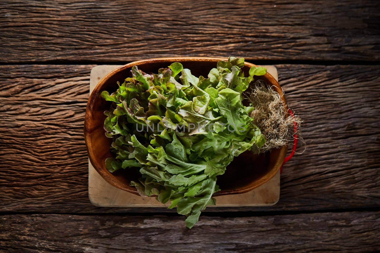 Still life with Red Oak Leaf salad on wooden bowl