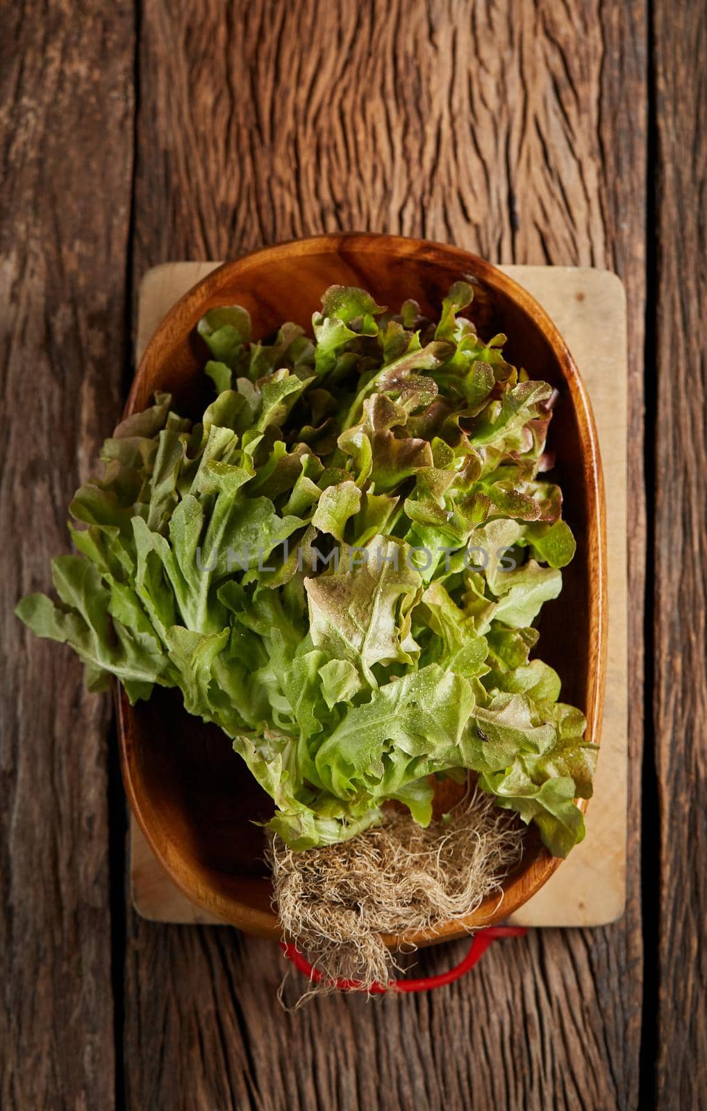 Still life with Red Oak Leaf salad on wooden bowl