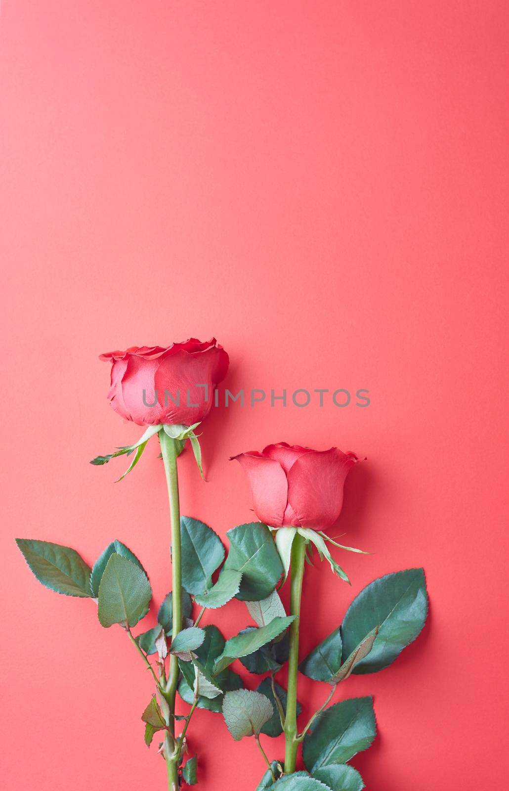 Rose on sweet  background. Rose of Valentine’s Day