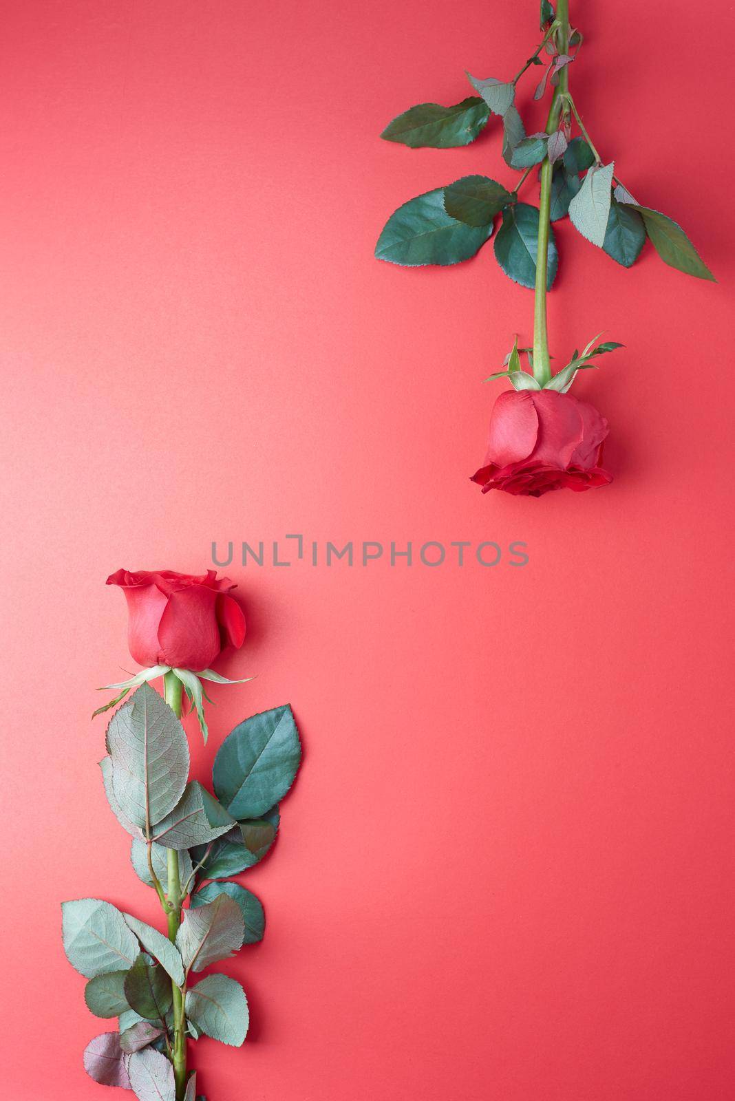 Rose on sweet  background. Rose of Valentine’s Day