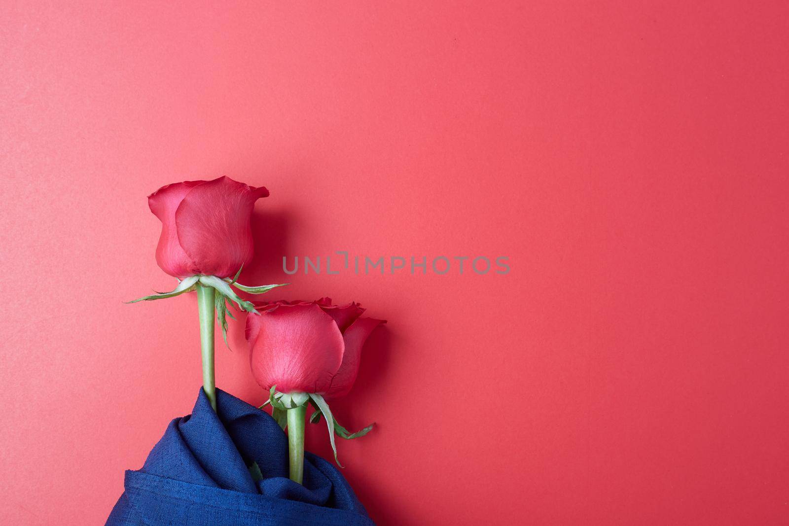 Rose on sweet  background. Rose of Valentine’s Day