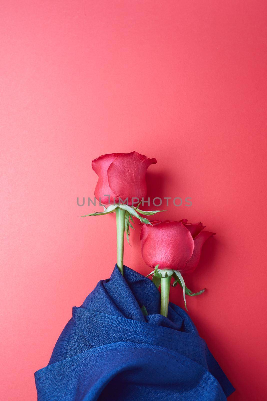 Rose on sweet  background. Rose of Valentine’s Day