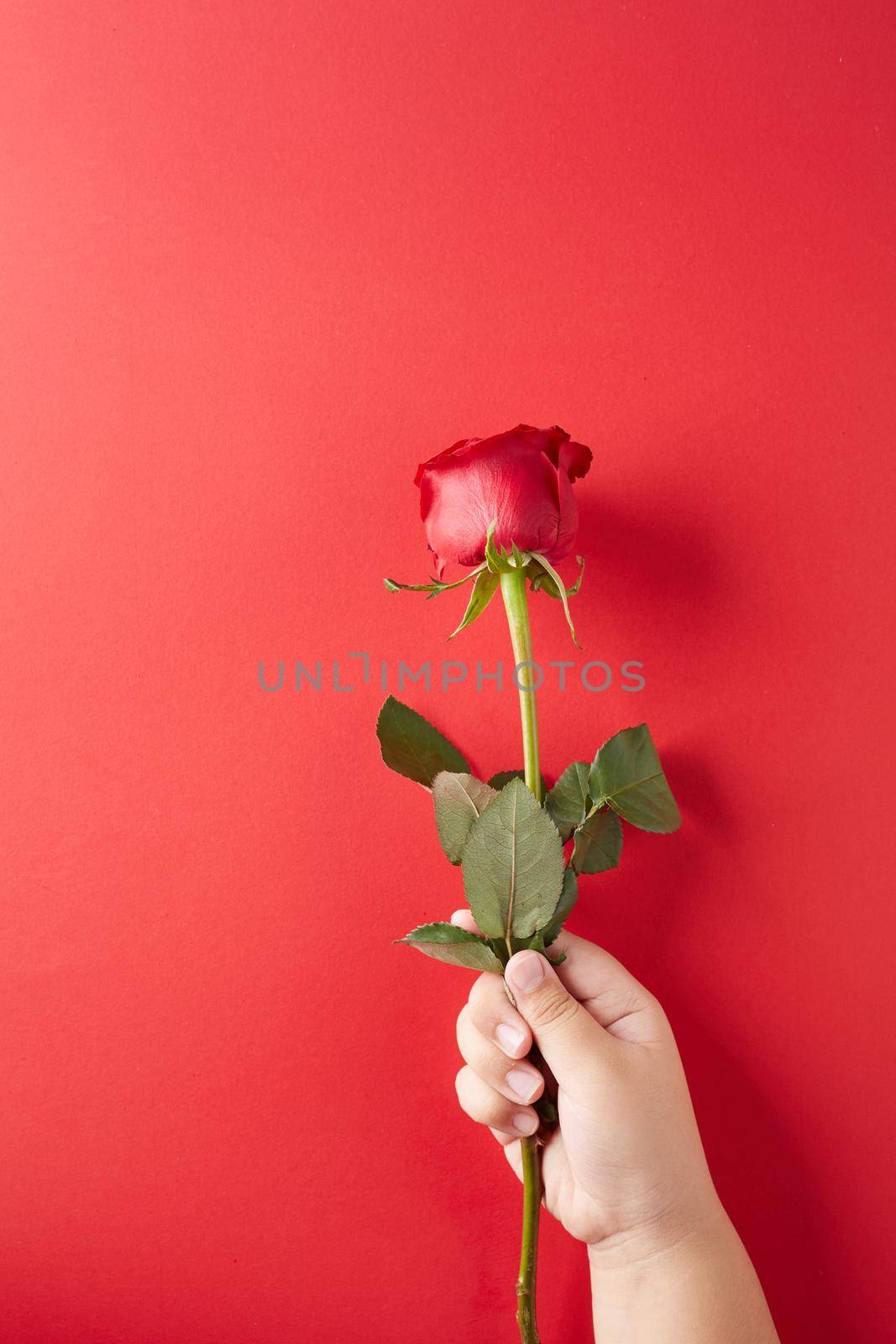 Rose on sweet  background. Rose of Valentine’s Day