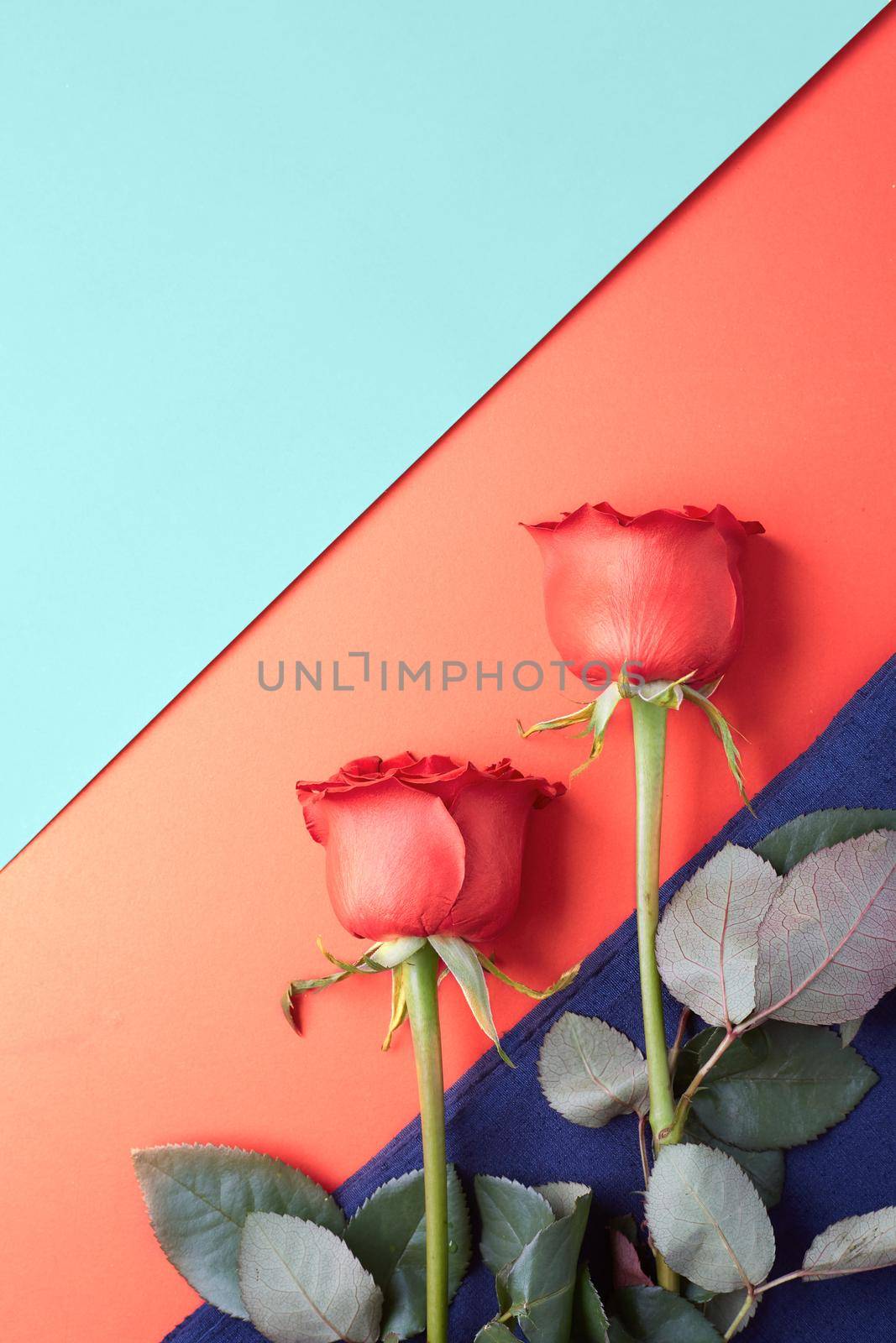 Couple Roses on Lush Lava color tones background. Rose of Valentine’s Day