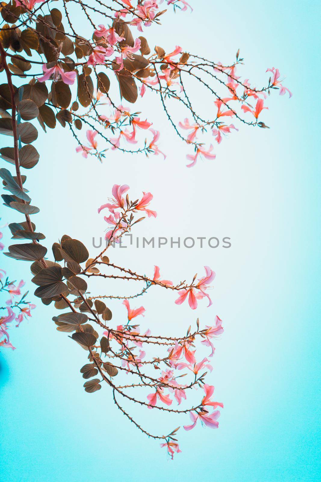 Close up Purple Orchid Tree, Bauhinia purpurea