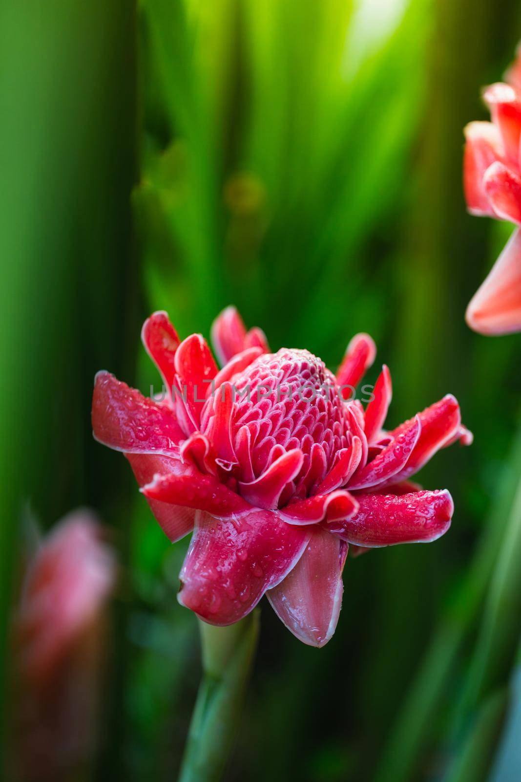 Ginger flowers with 
dropwater on green background