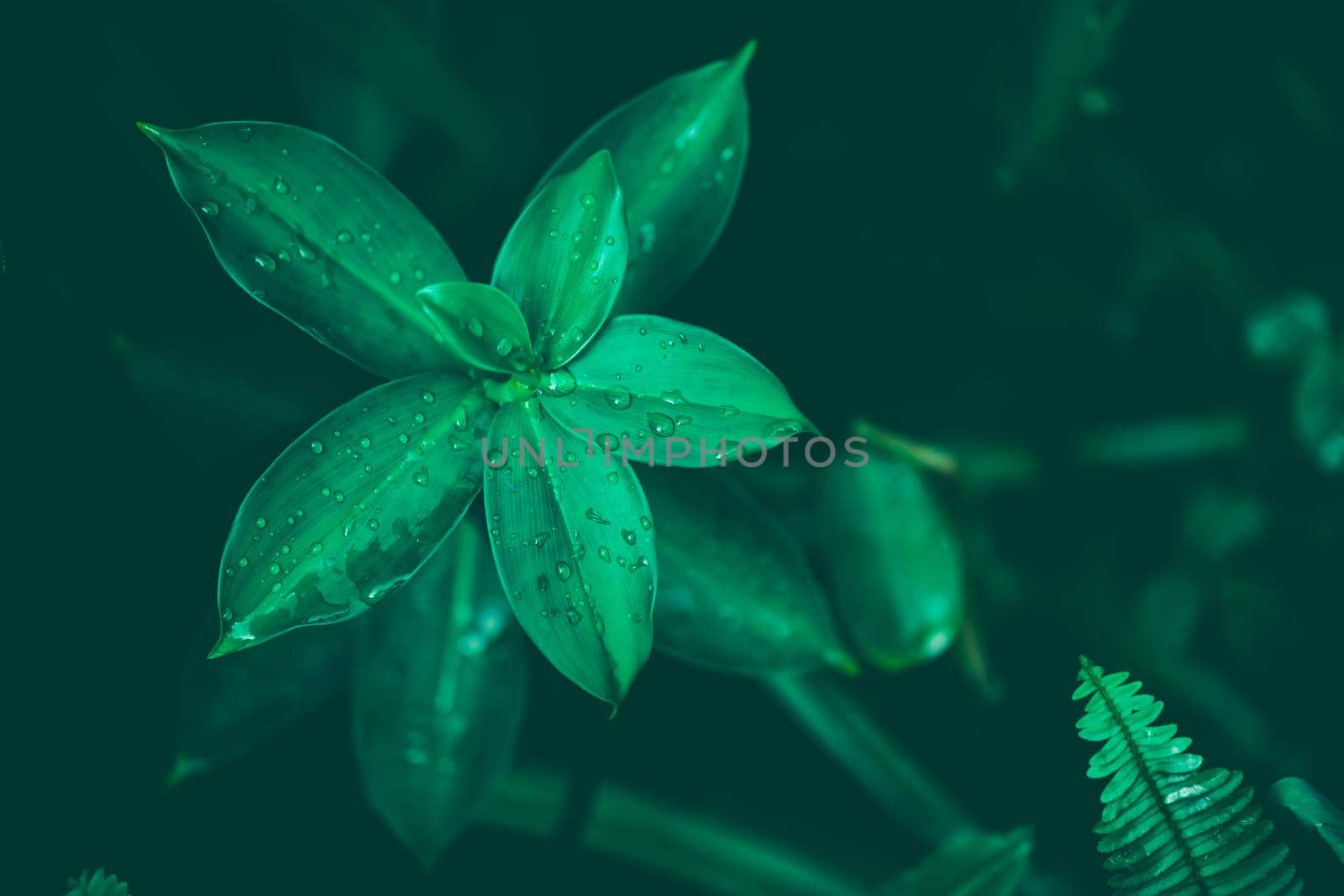 Green leaves with drop water by Wasant